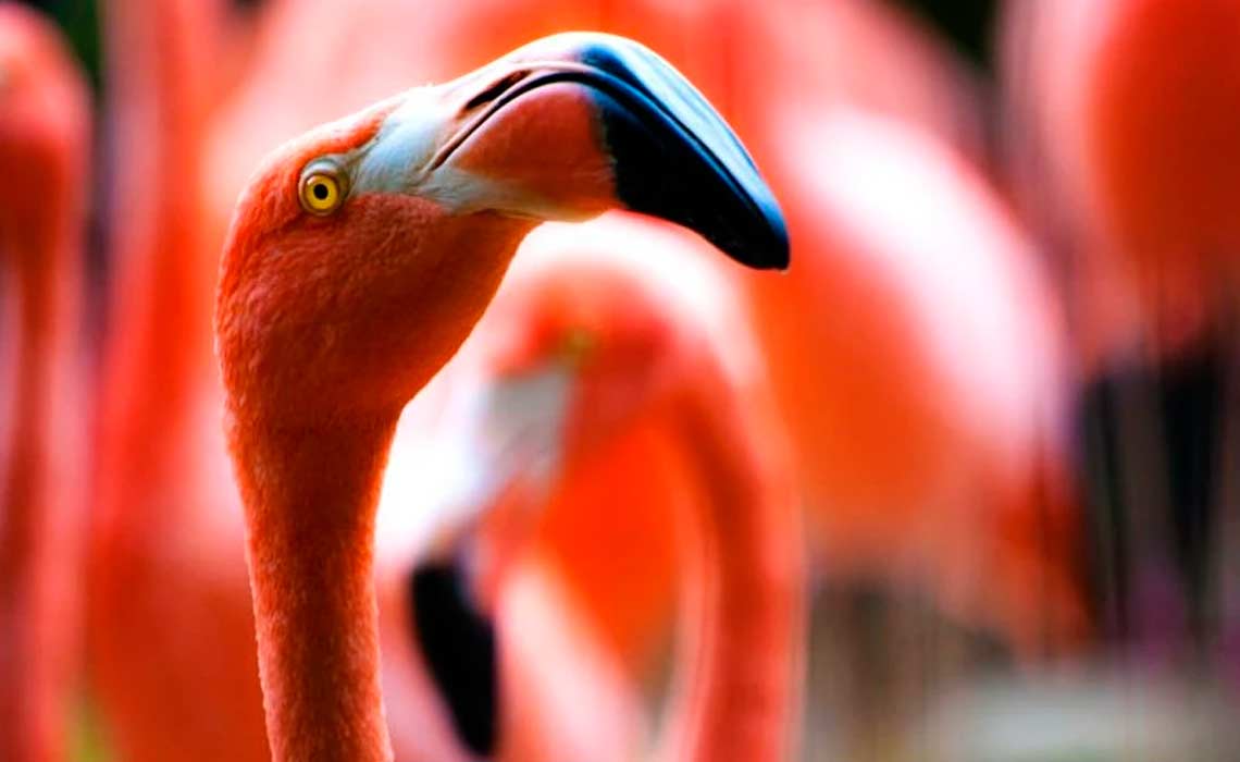 Flamencos y astaxantina